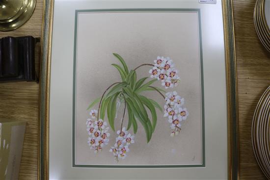 Ann Shelley-Lloyd (1920-2011) Orchids and three other paintings of orchids